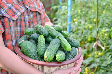Farmer girl holding basket with fresh harvest of cucumbers from the organic greenhouse. 