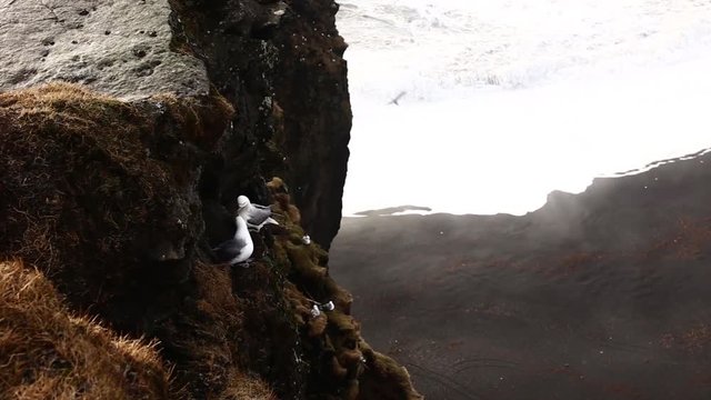 Seagulls flying and resting over a cliff in Iceland. Dark beach and foamy waves under the seagulls.