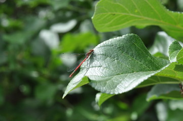A red dragonfly resting on the leaf of a tree