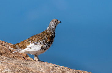 A White-tailed Ptarmigan in Spring Plumage in the Colorado Rocky Mountains