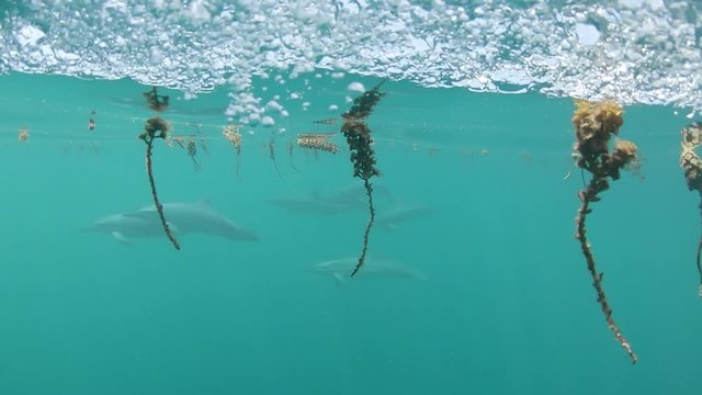 Slow motion, underwater adorable gray dolphins swim in the deep beautiful turquoise sea near french Polynesia