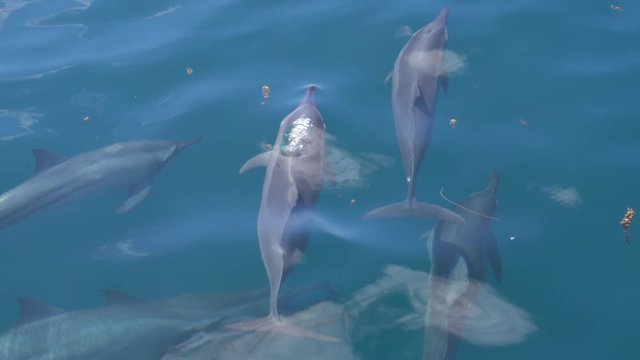 SLOW MOTION, CLOSE UP: A group of dolphins comes up to the surface of the ocean for air. Beautiful view of dolphins swimming close to the surface of the glassy ocean on a sunny day in French Polynesia