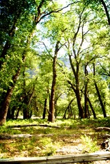 Fototapeta premium forest trees