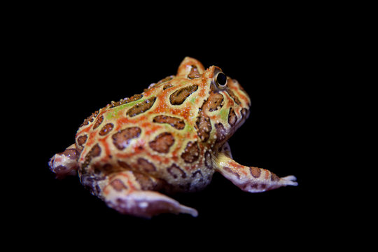 The chachoan horned frog isolated on black