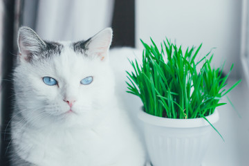 White cat with blue eyes lying on the windowsill next to the pot with green grass