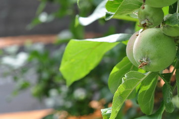 Apples growing in the orchard