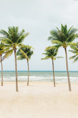 Obraz na płótnie Canvas Palm trees natural background. blue sky and tropical plants