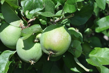 Large cooking apples growing on a fruit tree in an orchard