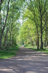 A path through Sherwood Forest