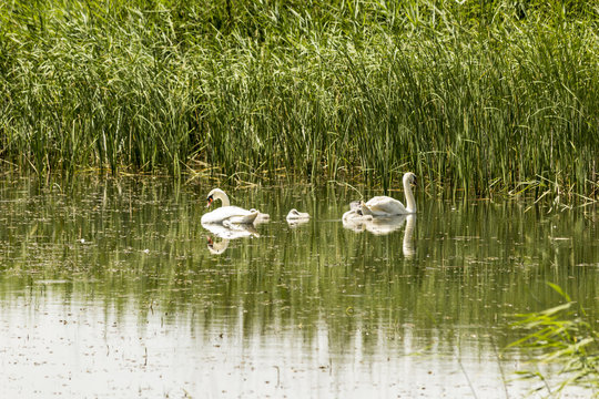 A pair of swans and three cygnets swimming in the lake on a summer day.In the background of the  houses.Site about nature,birds, lakes,travel,fishing.