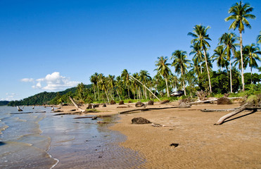  wind swept palm trees on sarawak bornio