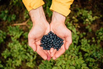hand palm holding blueberries on background of sunny mountains and sky. travel and wanderlust concept. summer vacation. traveler picking up bilberries