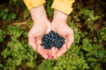 hand palm holding blueberries on background of sunny mountains and sky. travel and wanderlust concept. summer vacation. traveler picking up bilberries
