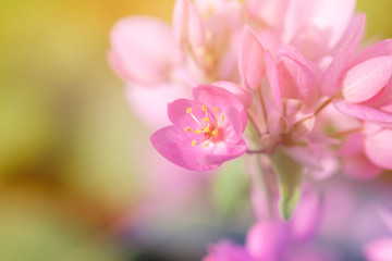 Fototapeta na wymiar pink mimosa flower branch symbol of spring.selective focus.