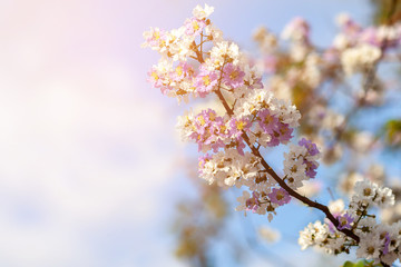 mimosa flower branch symbol of spring.selective focus.