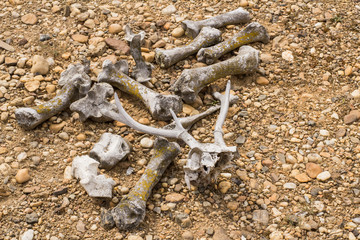 Many dry bones of animals in desert  - 212755420
