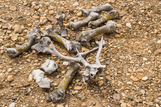 Many dry bones of animals in desert 