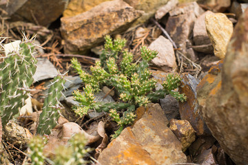 succulents in a natural habitat, cactus in desert outdoors