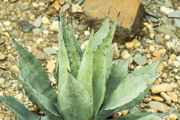 succulents in a natural habitat, cactus in desert outdoors
