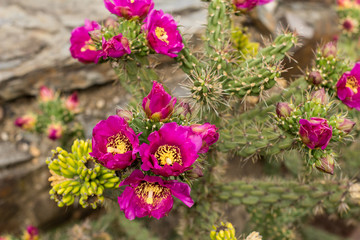 succulents in a natural habitat, cactus in desert outdoors