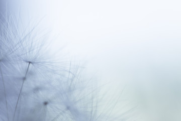 dandelion seeds on a blue background with  copy space close-up