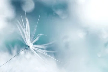 Photo sur Plexiglas Dent de lion a drop of water on a dandelion.dandelion seed on a blue background with  copy space close-up