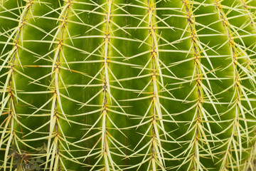 succulents in a natural habitat, cactus in desert outdoors