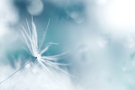 Fototapeta a drop of water on a dandelion.dandelion seed on a blue background with  copy space close-up