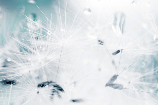 Fototapeta dandelion seeds with drops of water on a blue background  close-up
