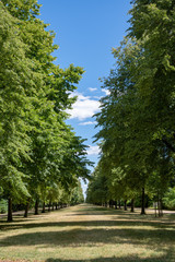 Tree avenue in city park