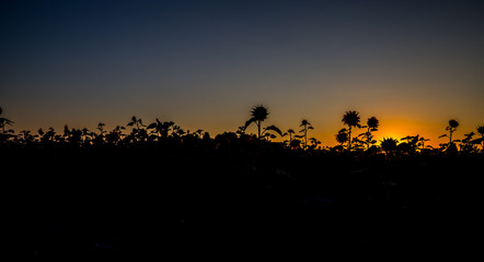 Fototapeta na wymiar Blumenwiese im Sonnenuntergang