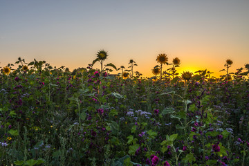 Blumenwiese im Sonnenuntergang