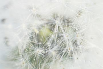 dandelion seeds with drops of water on a white background  close-up