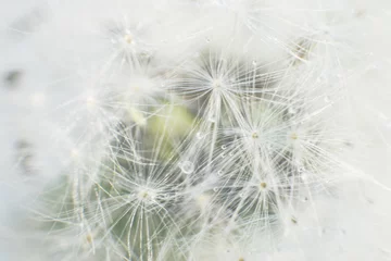 Rolgordijnen dandelion seeds with drops of water on a white background  close-up © stopabox