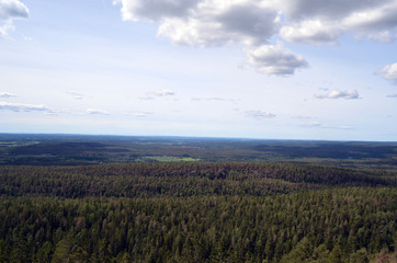A deep green forest in Norway
