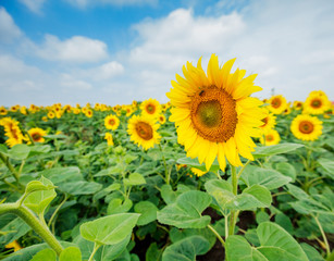 Sunflowers summer nature landscape