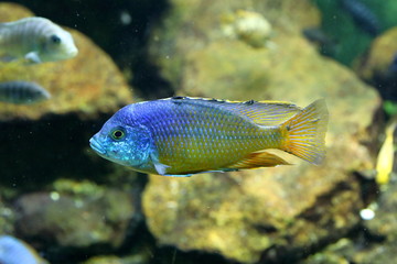 Buntbarsche im Aquarium