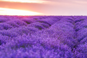 panorama field lavender summer. shallow depth of field