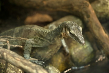 Obraz premium Sepik Waran 