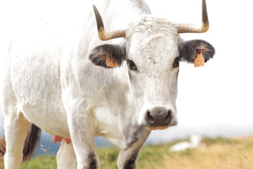Vache dans un champs en montagne