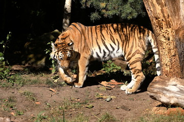 Der Sibirische Tiger 
