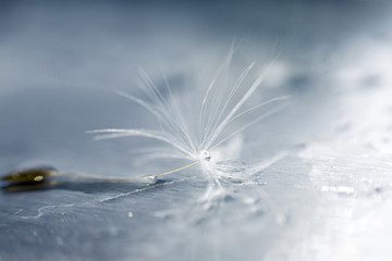 a drop of water on a dandelion.dandelion seed on a blue background with  copy space close-up