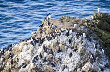 Colony of Seabirds on Cliff Edge