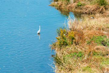 Heron in the pond in the city park, Kyoto, Japan. Copy space for text.