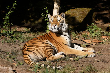 Der Sibirische Tiger 