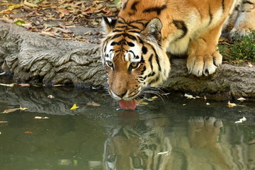 Der Sibirische Tiger 