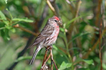 Carduelis flammea. The male birds are common Redpolls