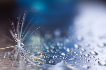 Obraz premium kropla wody na nasionach dandelion.dandelion na niebieskim tle z bliska przestrzeni kopii