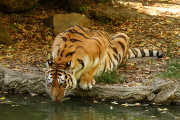 Der Sibirische Tiger 