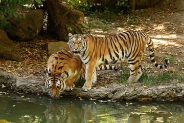 Der Sibirische Tiger 